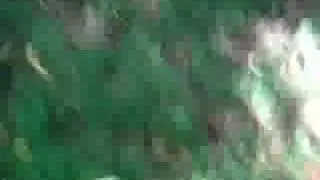 Поймали белку