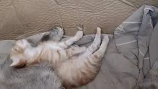 маленькие котята чучуни