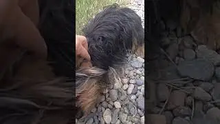 Мелкий бездомный. Спасите собачку 🥺