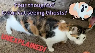 IS OUR HOUSE HAUNTED? YOUR THOUGHTS PLEASE? CAT HISSES AT SOMETHING I CANNOT SEE!
