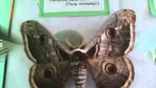 Insects