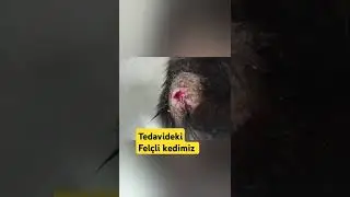 Tedavildeki felçli kedimiz Klinik ödeme bekliyor taburcu olduğunda Evde bakılacak 2tanede Fipli var