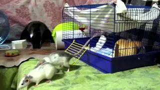 Весёлые одесситки
