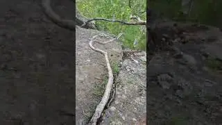 Бонсай или Ниваки? природный уральский стиль