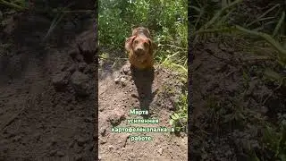 Марта - усиленная картофелекопалка в работе.