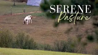 Relax with a Horse, Beautiful meditative music, Peaceful Soothing Ambiance