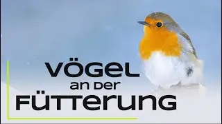15 häufige Vogelarten an der Winterfütterung - Erkennen und nützliche Infos
