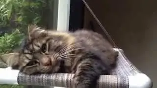 Kitty Cot™ - World's BEST Cat Perch™ - KittyCot.com - 