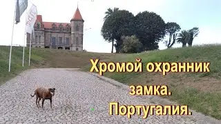 Хромой охранник замка в Португалии