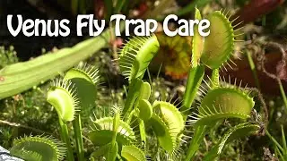 Venus Fly Traps- The most abused plant??