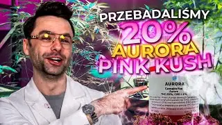ZBADAŁEM AURORA PINK KUSH 20% -  Z APTEKI [PL/ENG]