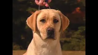Labrador Retriever - AKC Dog breed series
