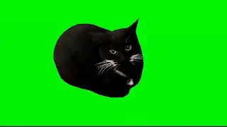 Maxwell cat meme (Spin + dance, green screen)