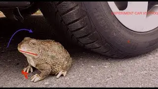 experiment car vs; car vs frog,crushing crunchy and soft things by car compilations.car vs toys