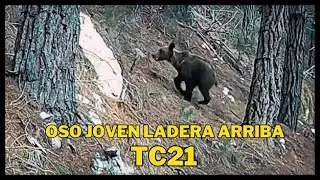 Oso joven echa a correr ladera arriba por un pinar (Campark TC21) 720p #wildlife #brownbear