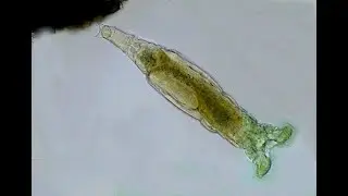Philodina acuticornis