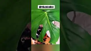 Leaves of Philodendron Gloriosum Verrucosum Melanochrysum Monstera Foglie Piante e Gatto Cat calico