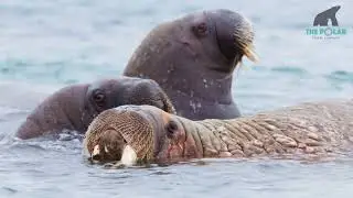 A cruise to the Arctic: An Expedition Overview - The Polar Travel Company