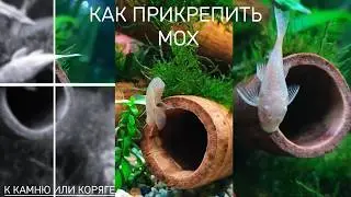 How to attach moss to a rock or driftwood