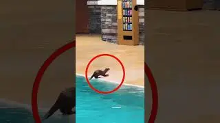 She Dropped a Can… The Otter Did THIS! ‍♀️‍⬛♻️ 