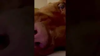 Pt. 1: The most vicious Pitbull?! So much hostility in such a little package??