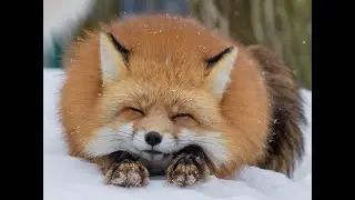 Голодный лис пришел к людям A hungry fox came to the people