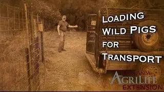 Loading Wild Pigs for Transport