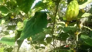 Огурцы рецепт без уксуса
