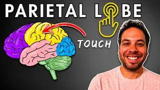 The Parietal Lobe, Somatosensory Cortex - Location and Function
