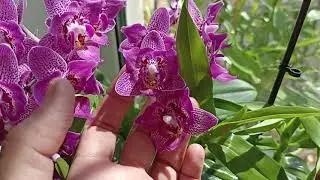 Мультифлора бабочка, цветёт всегда без бубнов,много лет!🥰🐝😋🦋💪🐞