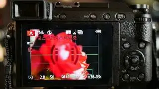 GX85 포스트포커스 촬영