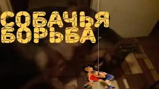 Собачья борьба