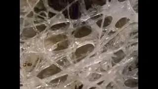 The Most Extreme - Slime Balls