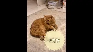 Як пережити втрату тваринки