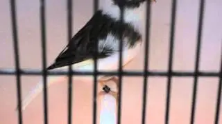 Gloster Kanarya consort male
