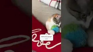 Worth EVERY Penny!  #cat #cats #catlover