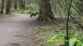 Crazy Vocalization From Coyotes Before Meet Up
