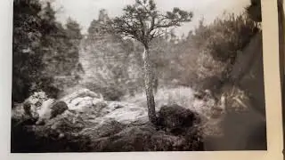 Platinum Palladium Prints from Collodion Dry Plate Negatives: Ponderosa Pine