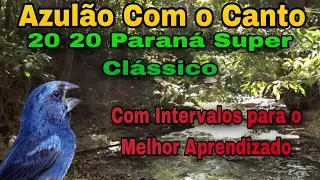 Encarte Para Azulão Pardo Com o Canto 20 20 Paraná Com intervalos de 5 minutos.