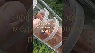 Эффективность медной царги Домспирт на первом перегоне зерна #самогон #домспирт #перегон #moonshine