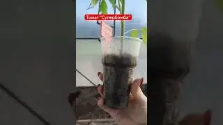 Томат 