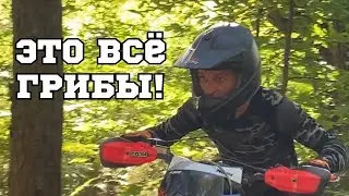 Выехали в грибы