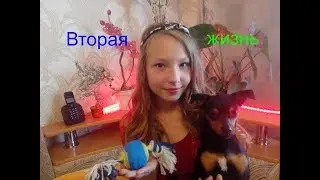 Вторая жизнь игрушке/Лайфхаки для собак/Игрушка и собака/Той- терьер Тайсон.