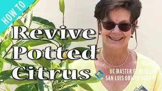 How to Revive Potted Citrus