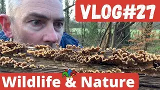 Wildlife & Nature Vlog #27 Turkey Time