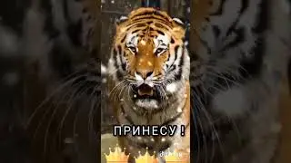 С годом тигра! 😇✌