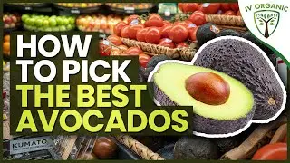 How To Pick The BEST Store-Bought Avocados