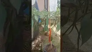 #petaniindonesia