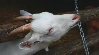 Goat Kid Young Animal Mammal Head | No Copyright Video (NCV)