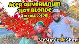 Amazing ‘Hot Blonde’ in Fall Color! Acer Oliverianum X